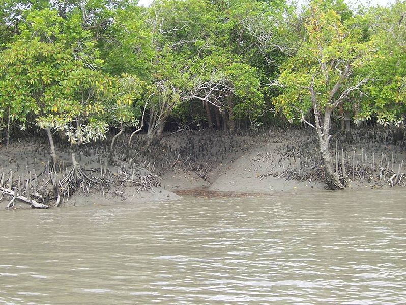 Sundarbans mangrove forest at mid-tide. Photo by V. Malik via Wikimedia Commons (CC 2.0)