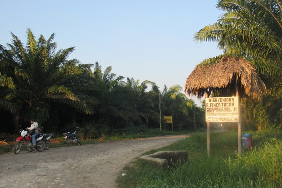 En Petén los cultivos de palma africana se expanden por más de 250 kilómetros cuadrados. Foto cortesía de Carlos Chávez.