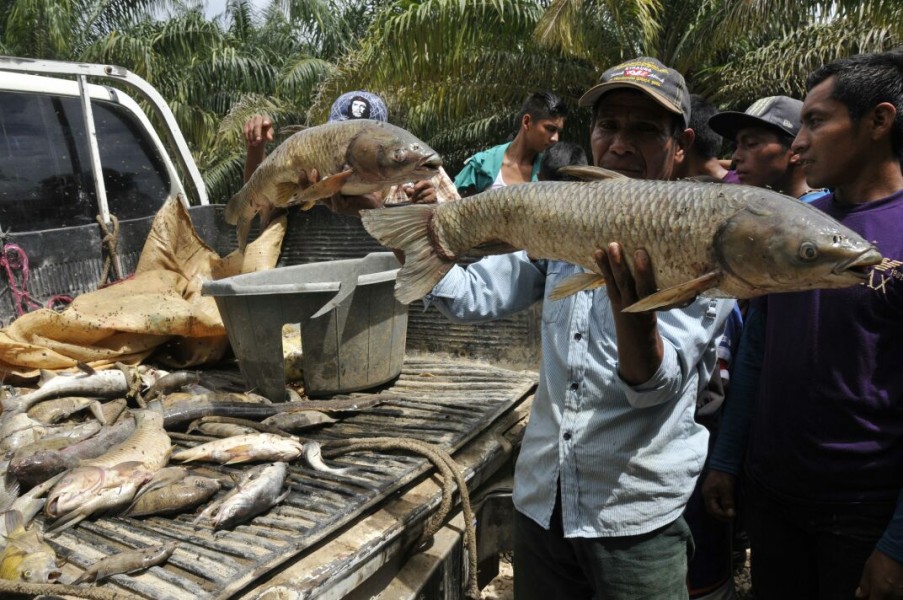 Recoleccion de peces envenenados para su calcinación, junio 2015. Foto cortesía de Evaristo Carmenate.