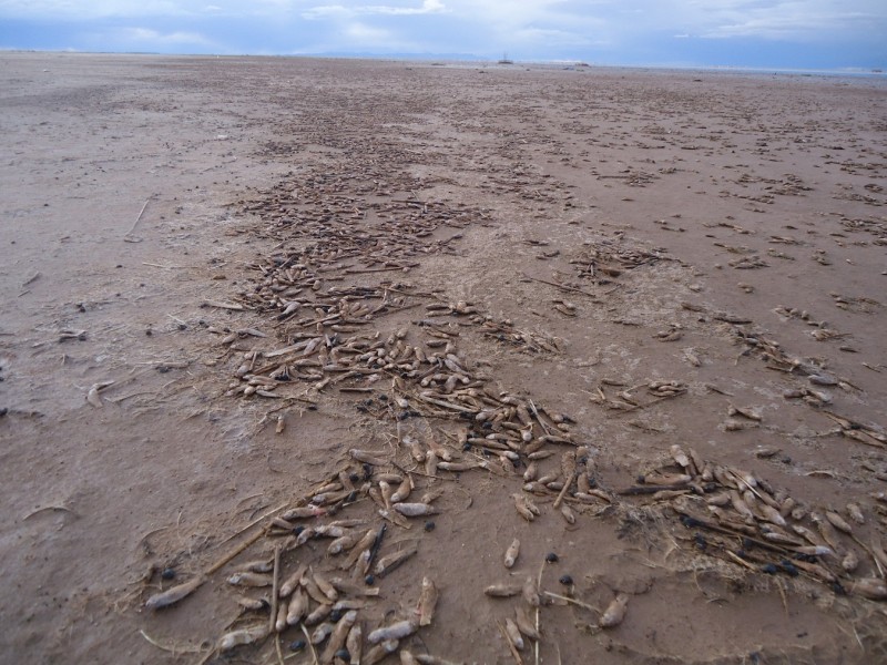 Millones de peces mueren en las orillas del Lago Poopó, Noviembre de 2014 (Ayllu Pumasara, ribera oriental del lago). Fuente: CEPA.