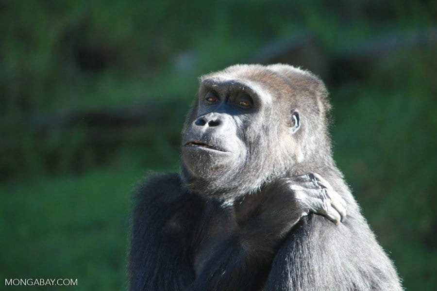 Researchers tend to focus more on big protected areas with great apes like gorillas in tropical Africa. Photo by Rhett Butler. 