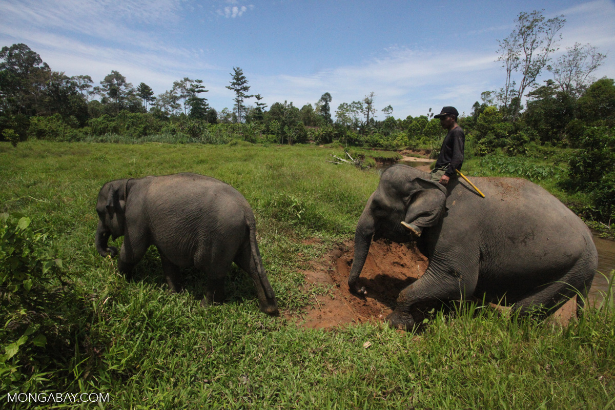 Sumatran elephants in Indonesia's Leuser Ecosystem, one of the region's last great swaths of intact rainforest. Rapid oil palm expansion is eating away at the creatures' habitat and driving them into increased conflict with humans. Photo by Rhett A. Butler/Mongabay