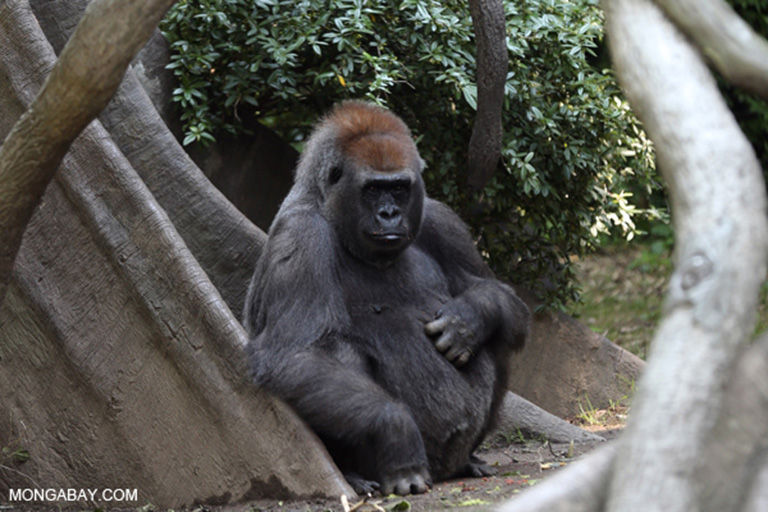 In 2008, scientists with the Wildlife Conservation Society boosted Republic of the Congo population estimates for the Critically Endangered western lowland lowland gorilla (Gorilla gorilla gorilla) to around 125,000 individuals. These animals and their habitat could be seriously threatened by poorly regulated logging operations. Photo by Rhett A. Butler