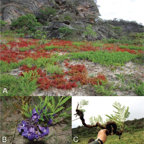 This may look like a meadow of small groundcover plants (A), but it's actually the canopy of a Jacaranda decurrens tree in Brazil's Cerrado. In addition to leaves, the tree also flowers aboveground (B). Like conventional trees, the underground branches of J. decurrens are woody (C). Photo courtesy of Alves et al., 2013.