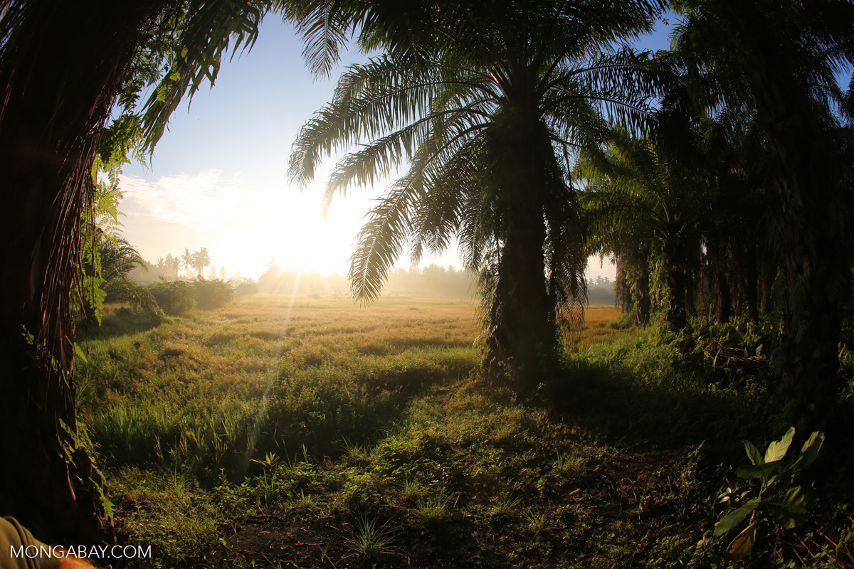 The sun rises behind an oil palm plantation in North Sumatra. Photo by Rhett A. Butler