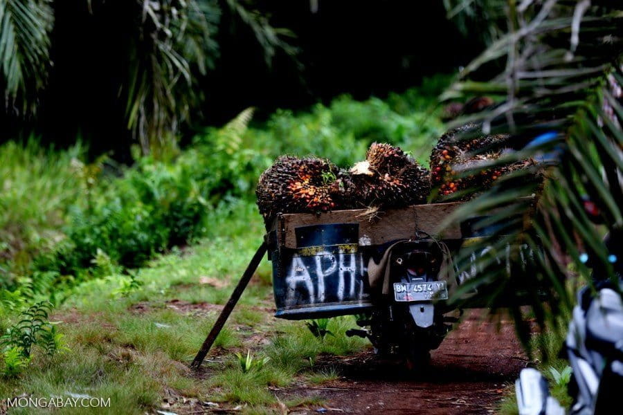 Oil palm fruit in a motorbike basket in Indonesia's Riau province. Photo by Rhett A. Butler