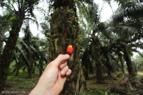 Oil palm fruit on a plantation in Aceh, Indonesia. Photo by Rhett A. Butler