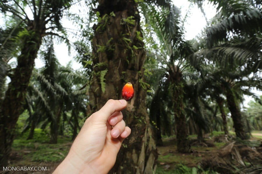 Oil palm fruit on a plantation in Aceh, Indonesia.Photo by Rhett A. Butler/Mongabay