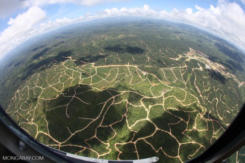 A landscape of oil palm plantations in Malaysia's Sabah state. Photo by Rhett A. Butler