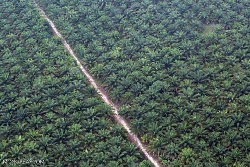 Oil palm riau
