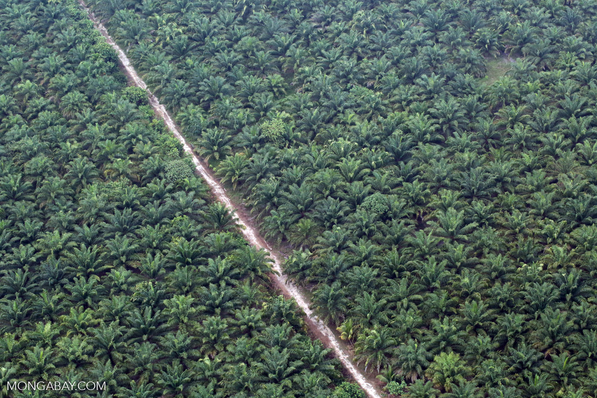 An oil palm plantation in Indonesia's Riau province. Photo by Rhett A. Butler