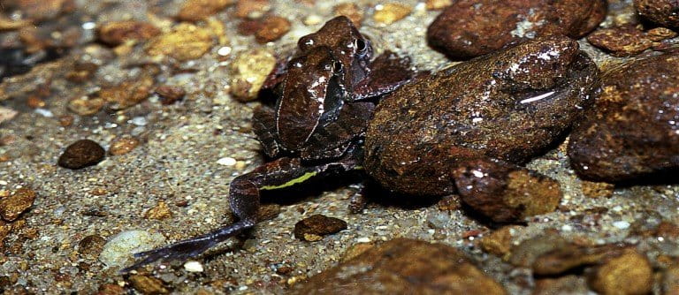 Kallar dancing frogs (Micrixalusi herrei) mating in water, with the female using her legs to dig a tunnel in which to lay eggs. Photo by SD Biju. 