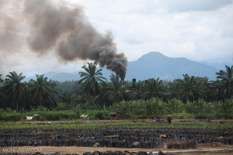 An oil palm nursery and processing facility in Sumatra, Indonesia. Global agribusiness is destroying prime great ape habitat at an alarming rate as the result of consumer demand for palm oil in a wide variety of food, healthcare and other products. Photo by Rhett A. Butler