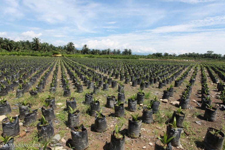 The cutting of forests and their replacement with oil palm seedlings, as seen here in Sumatra, leave no great apes homeless. Strong legal protections and regulatory practices need to be in place to conserve prime great ape habitat, but these are largely lacking in developing nations. Photo by Rhett A. Butler