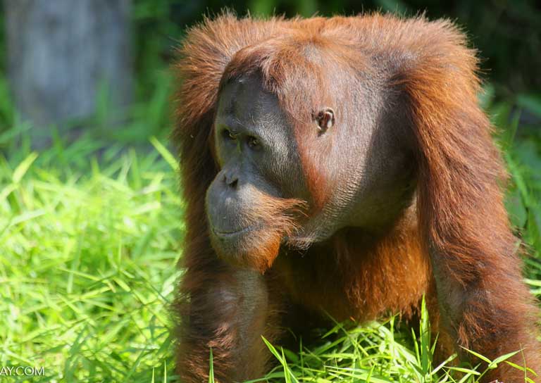 An Orangutan (Pongo abelii). Orangutans in Indonesia and Malaysia have been highly impacted by oil palm production, bringing a strong organized response from international conservation NGOs and local wildlife activists. Photo by Rhett A. Butler