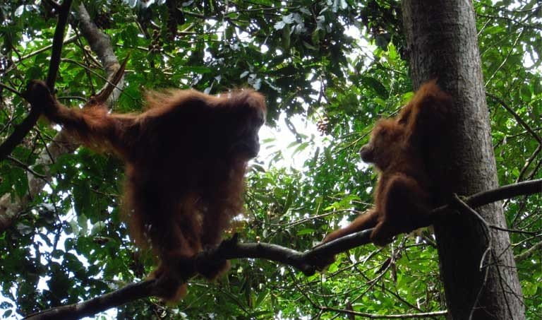 Gober and Ginting, free at last in the Jantho forest. Photo courtesy of SOCP