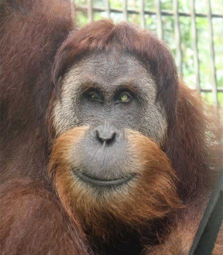 Leuser has recovered well, after being blinded by villagers and shot 62 times around his head and genitals. Photo courtesy of SOCP