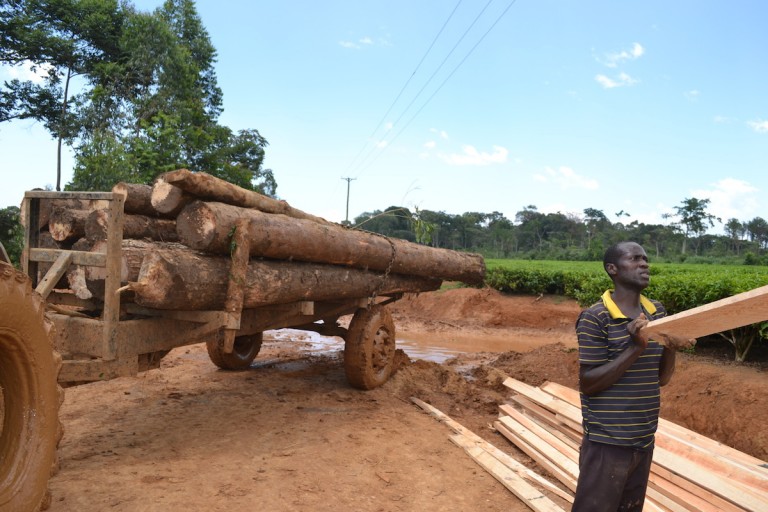 Vehicles and tractors ferry timber from the forest. Photo by Isaiah Esipisu.