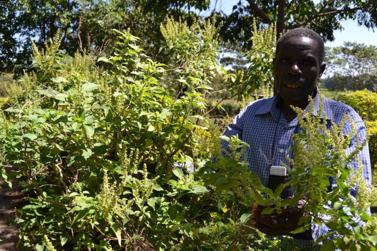 Thomas Mmasi, founder of MFCG, displays mature Ocimum plants grown on his farm. Photo by Isaiah Esipisu.