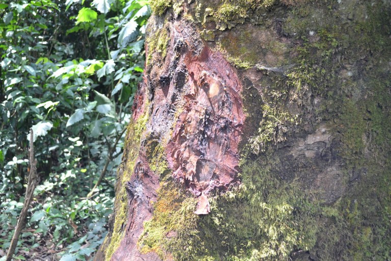 Medicinal bark harvested from a tree inside Kakamega Forest. Photo by Isaiah Esipisu.
