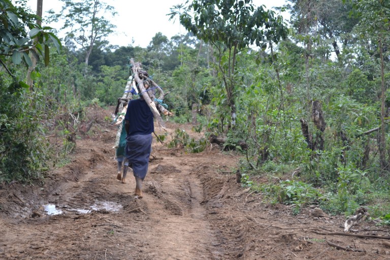 The forest is a source of fuelwood for residents. Photo by Isaiah Esipisu.
