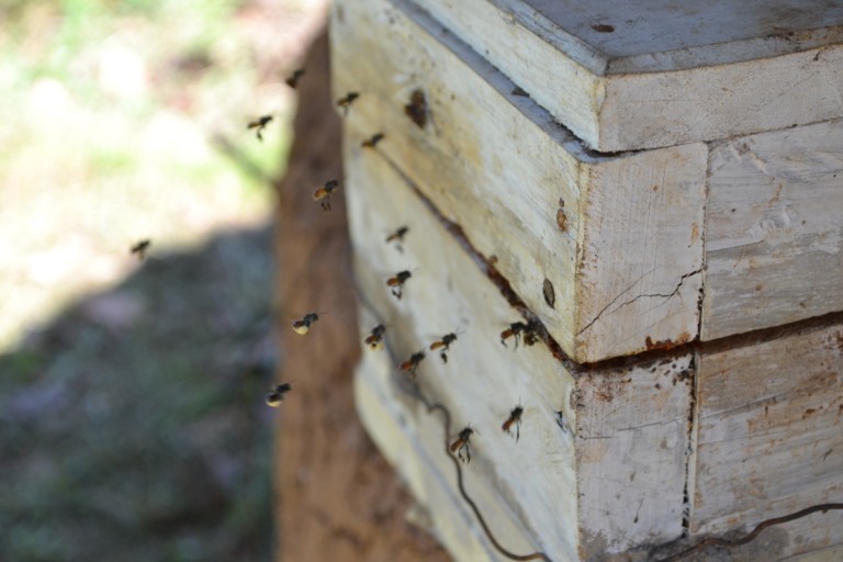 Stingless bees are raised by Muliru group largely for medicinal honey production and pollination. Photo by Isaiah Esipisu.