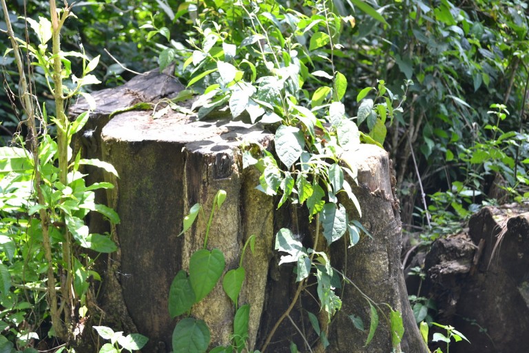 The stump of a felled tree inside Kakamega Forest. Photo by Isaiah Esipisu.