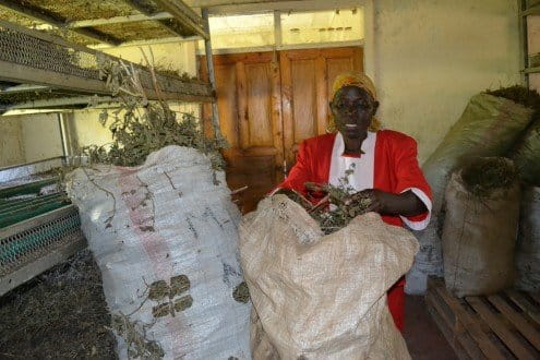 Seraphine Ingosi explains how the Ocimum weed should be fried in order to produce quality essential oil. Photo by Isaiah Esipisu.