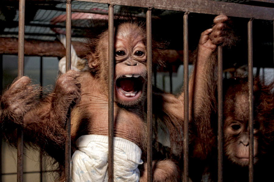 Baby orangutan poachers  get 2 5 years in Sumatra