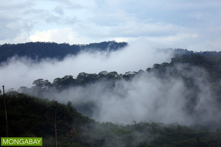 Sarawak rainforest in Malaysian Borneo. Photo by Rhett A. Butler.