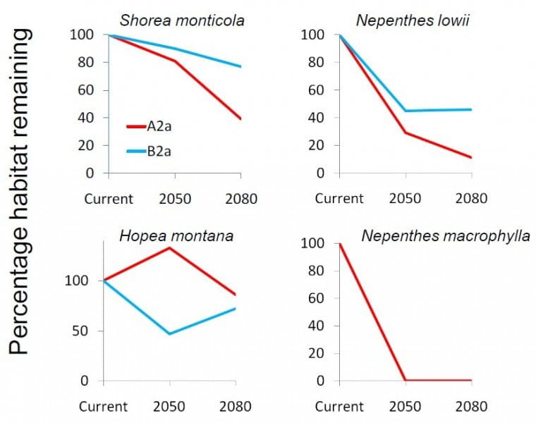 Predicted changes in habitat area within Mount Trusmadai Forest Reserve for the years 2050 and 2080 under two different climate change scenarios for four plant species, including large-leaved and Raffles' pitcher-plants. The response of Nepenthes macrophylla was identical under both scenarios so only one line is shown. Image courtesy of Clarke et al (1997).