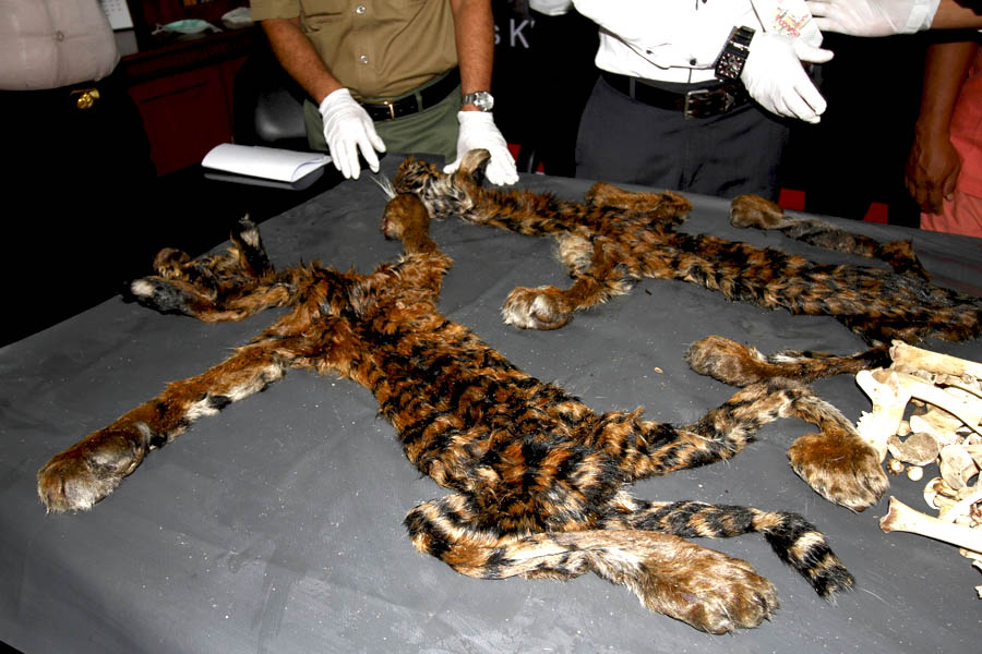 Tiger parts seized recently by the police in Indonesia's Aceh province. Photo by Junaidi Hanafiah/Mongabay