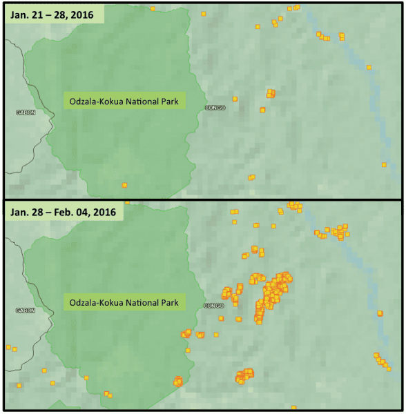 The large fire started around January 28, and spread quickly the following week. Image courtesy of NASA FIRMS Web Fire Mapper.