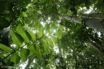 Rainforest in Costa Rica. Photo by Rhett A. Butler