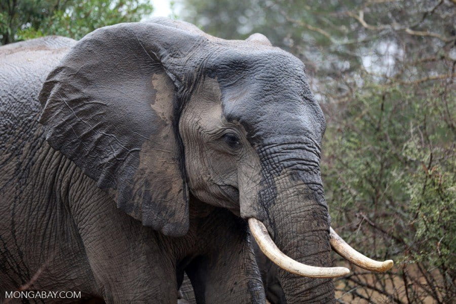 African Elephant. Photo by Rhett Butler.