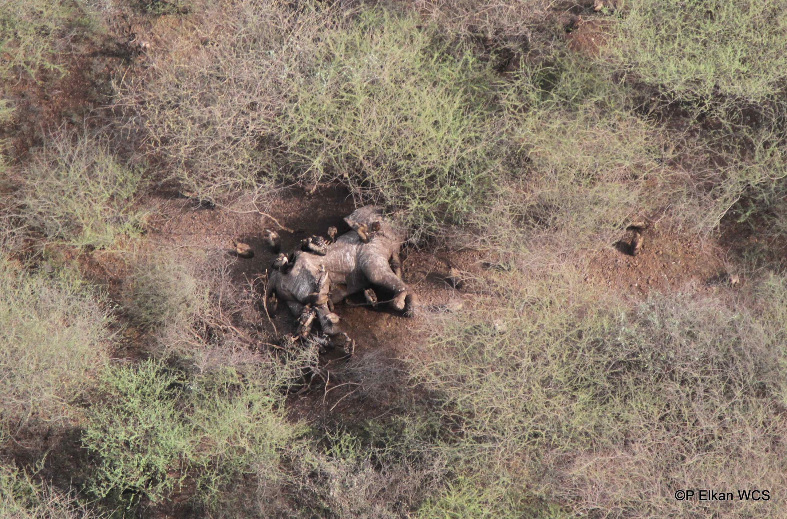 Recently poached elephant in South Sudan 2015. Photo by P Elkan WCS.
