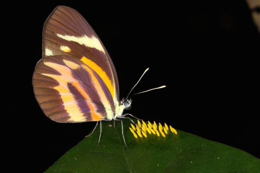 This butterfly's name is Pamela (Perrhybris pamela). Photo by Mileniusz Spanowicz / WCS.