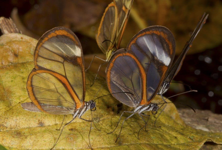 Clearwing (Episcada hymenaea ssp). Photo by Mileniusz Spanowicz / WCS.