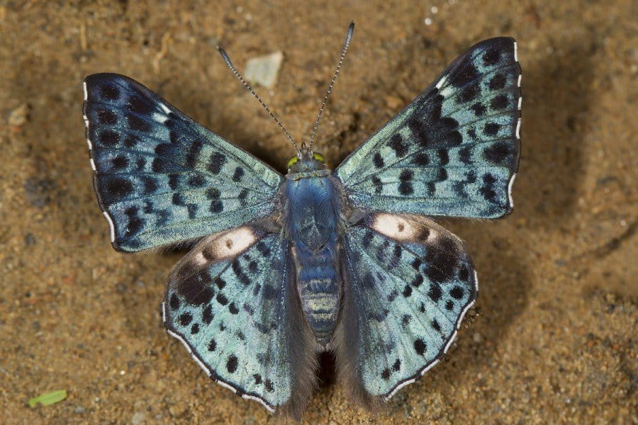 Glittering sapphire (Lasaia agesilas). Photo by Mileniusz Spanowicz / WCS.