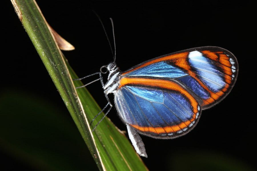 Expedition Finds Butterfly Bonanza In Bolivian National Park Photos