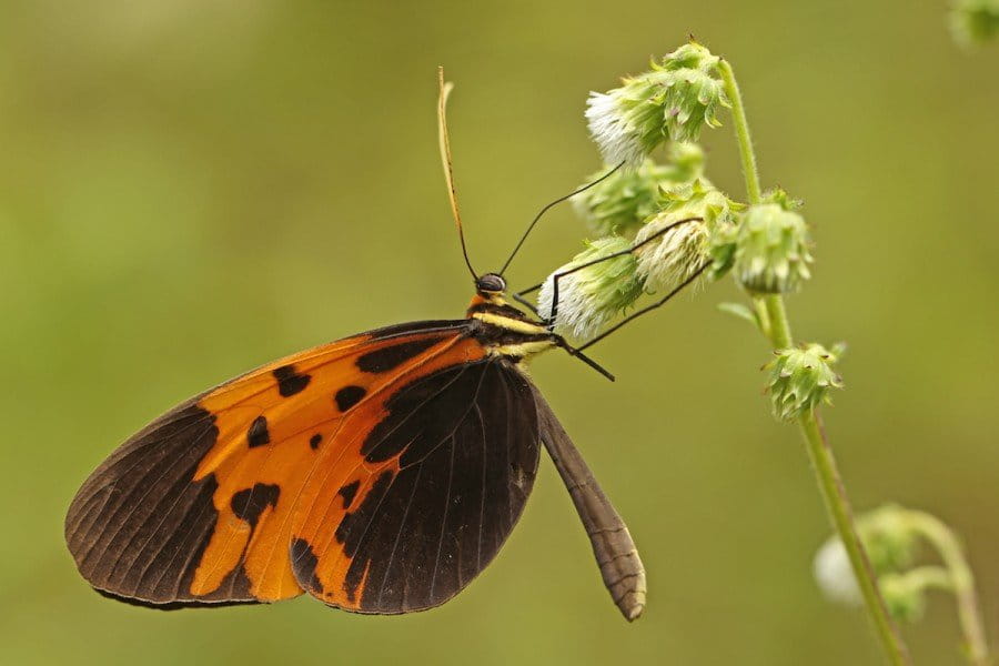 Another clearwing (Melinaea marsaeus ssp). Photo by Mileniusz Spanowicz / WCS.