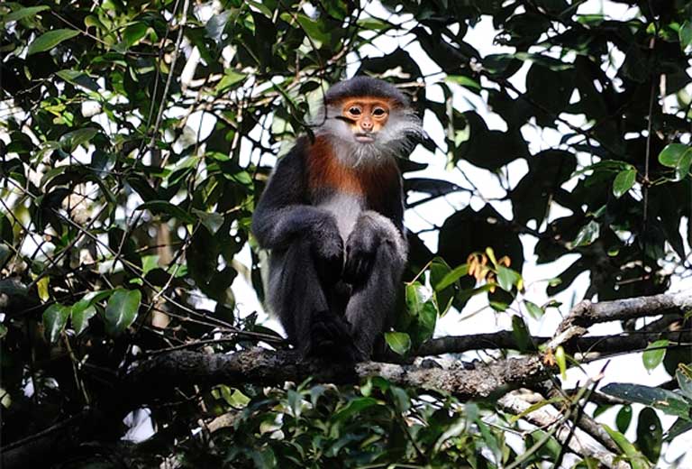 New protected area raises hopes for critically endangered monkey