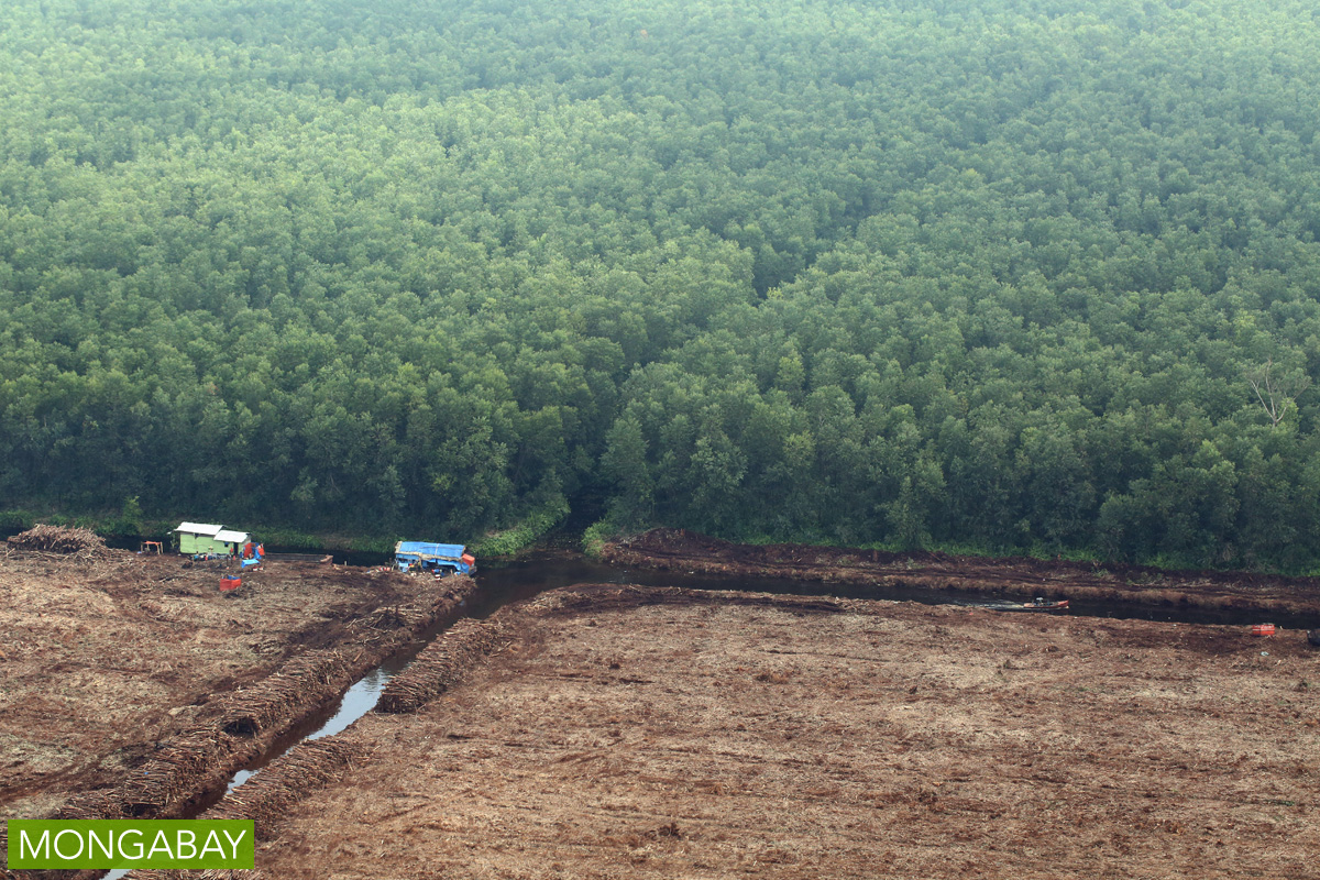 Drainage canals bisect a peatland that has been planted with acacia pulpwood in Riau, Indonesia. Photo by Rhett A. Butler/Mongabay