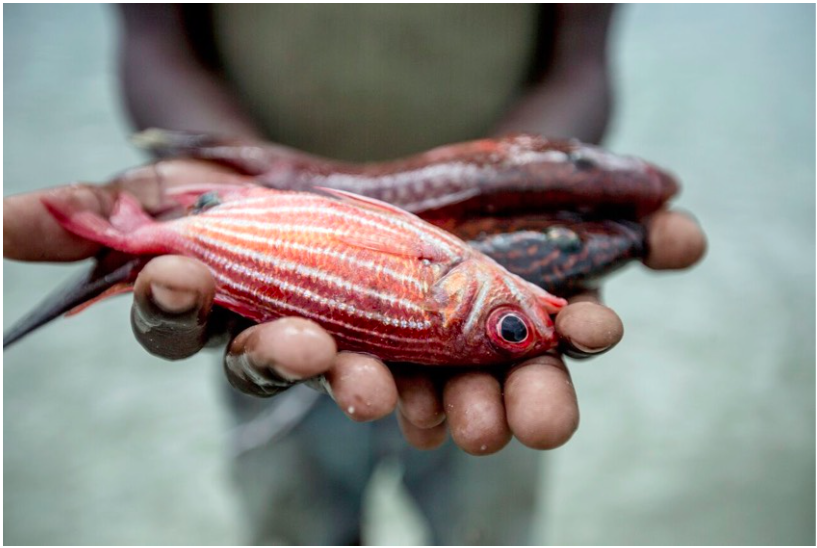 The Blue Economy Challenge is open for online applications from 29 February 2016 to 30 June 2016. Photo courtesy of WWF.