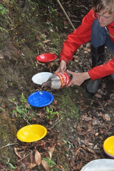 Student setting out a colored pan trap line. Insects are attracted to different colors so we sample different flying insects in soapy water. Photo by Caroline Chaboo.