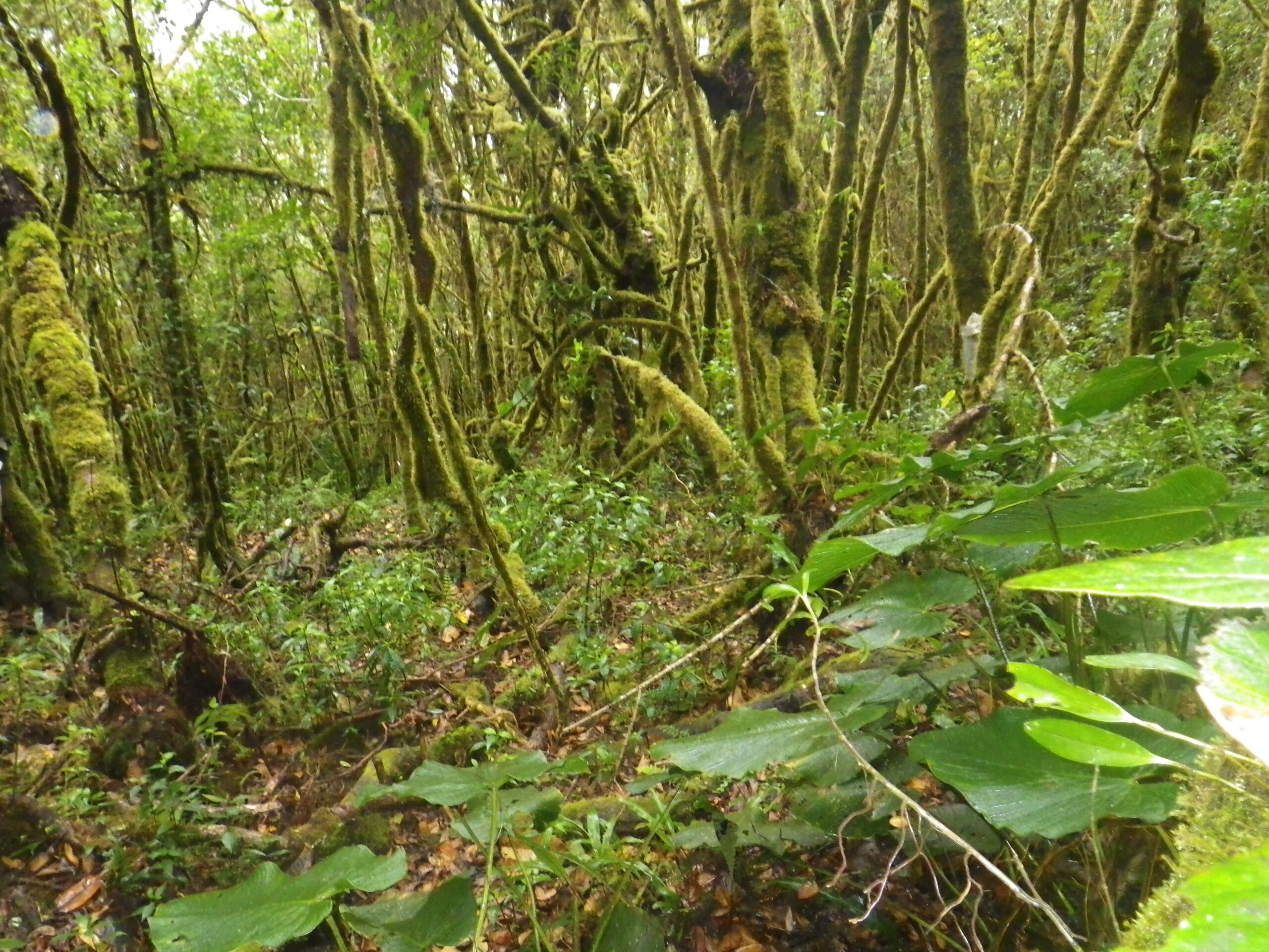 Typical cloud forest at Amazon Conservation Association's Wayqecha Biological station. Photo by Caroline Chaboo.
