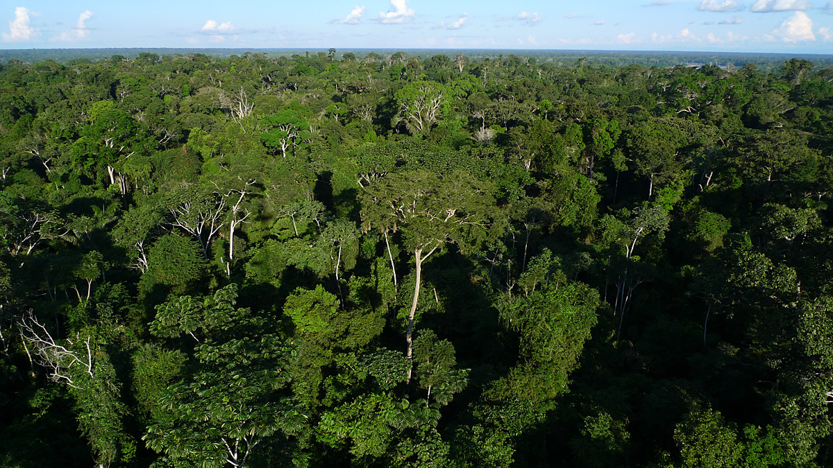 In Peru's Madre de Dios, the forest stretches to the horizon in every direction. But this view is threatened by increased gold-mining (legal and illegal), oil palm and cocoa cultivations, logging and habitat conversion. Photo by Caroline Chaboo.