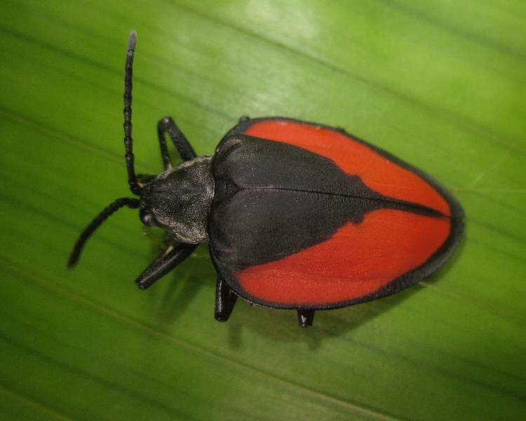 Pseudocalaspidea: Very little is known about this spectacular leaf beetle from ACA Villa Carmen Biological station. Photo by Caroline Chaboo.