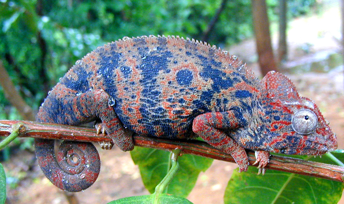 Chameleon in Madagascar