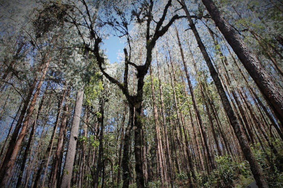 Capulálpam's pine forest, which is in an area concessioned for silver and gold mining. Photo by Martha Pskowski.